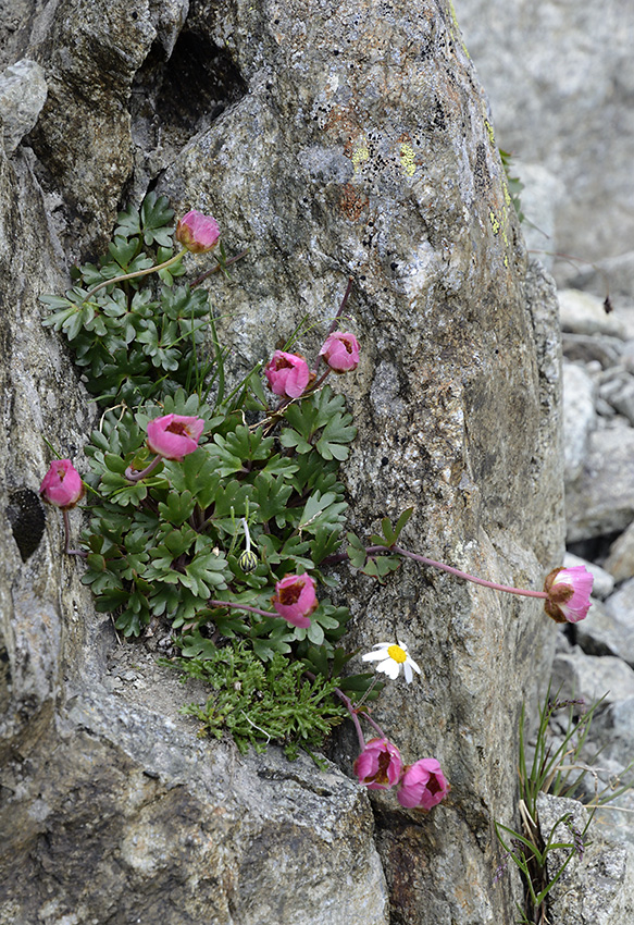 Glacier Crowfoot - larger format