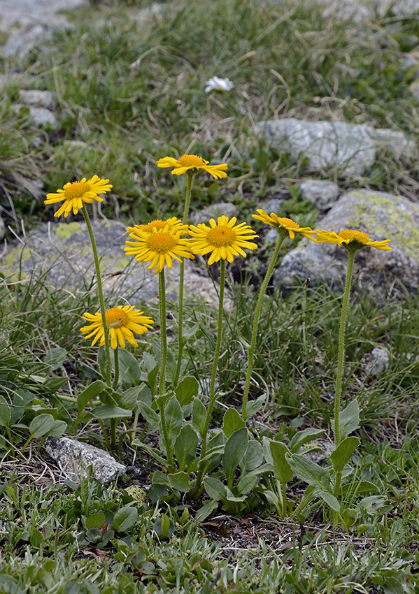 Doronicum - larger format