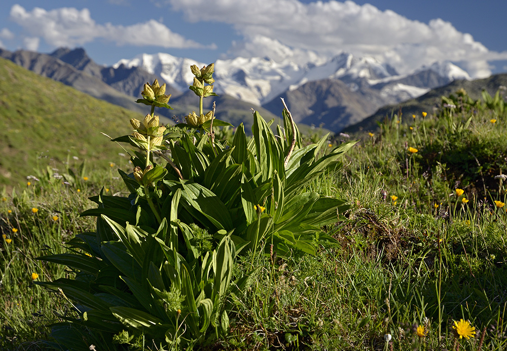 V Alpch - vt formt