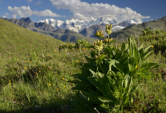 In Alps - smaller format