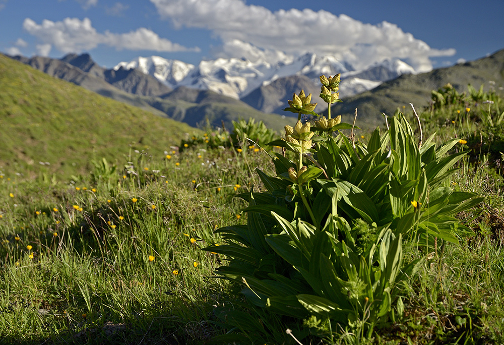 V Alpch - vt formt