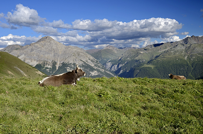 In Alps - smaller format