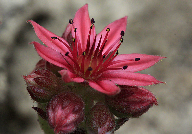 Sempervivum - smaller format