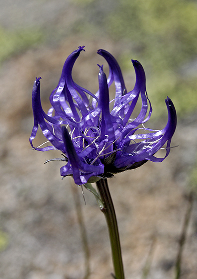 Rampion - smaller format
