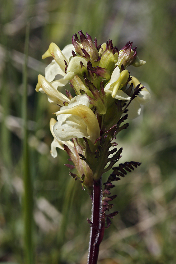 Lousewort - larger format
