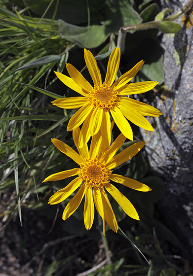 Arnica - smaller format