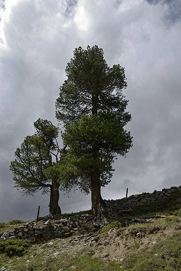Swiss pines - smaller format