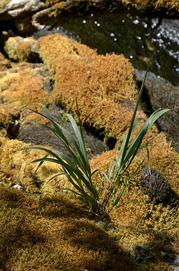 In moss - smaller format
