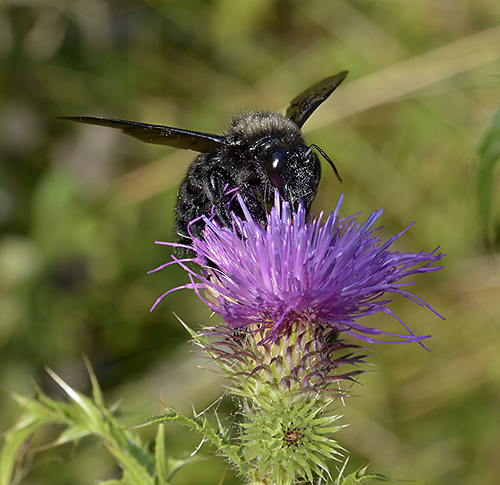 Carpenter bee - smaller format