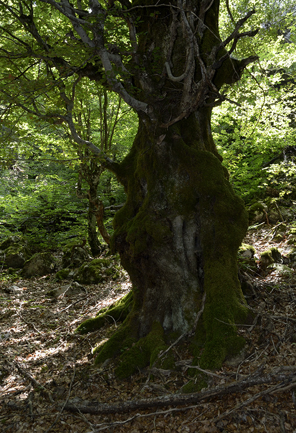 Obézní strom - větší formát