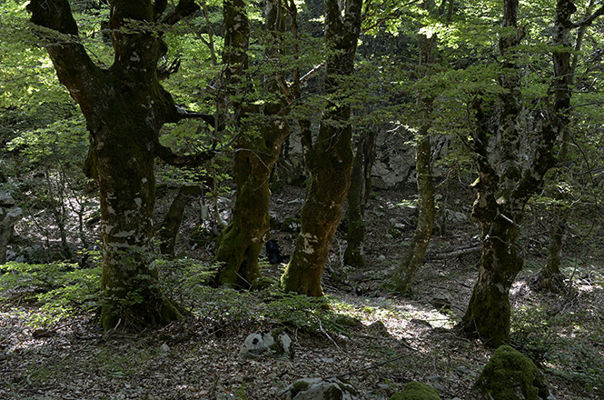 Obese trees - smaller format