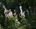Willowherbs - main link