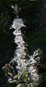 Willowherbs - main link