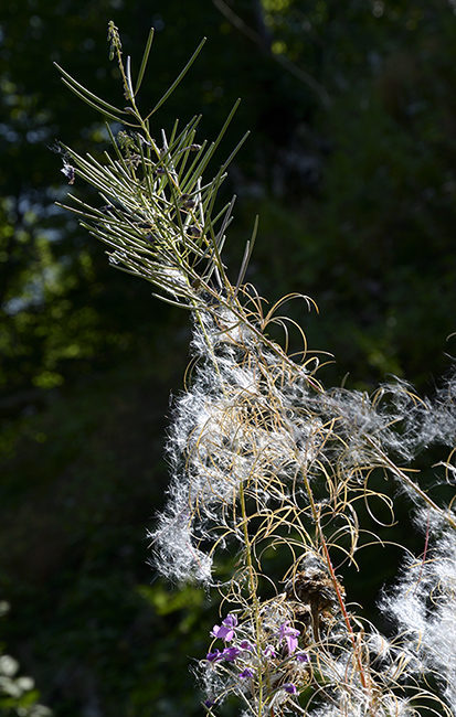 Willowherbs - smaller format
