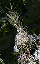 Willowherbs - main link