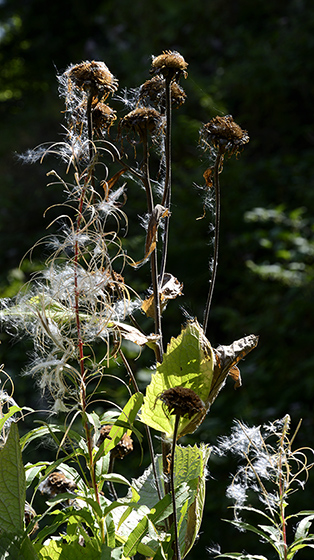 Willowherbs - smaller format