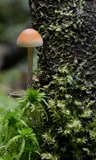 Mushroom - smaller format