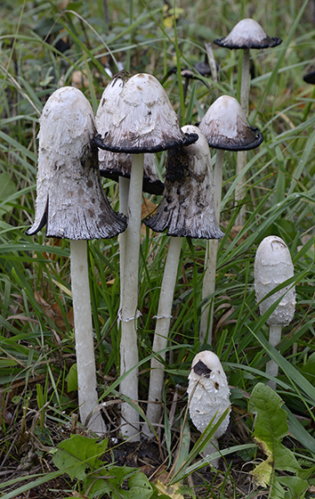 Inkcaps - smaller format