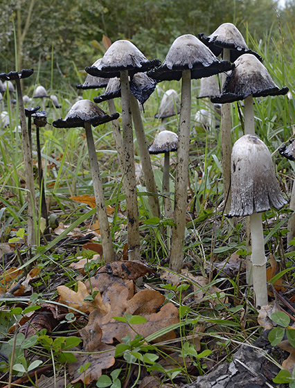 Inkcaps - smaller format