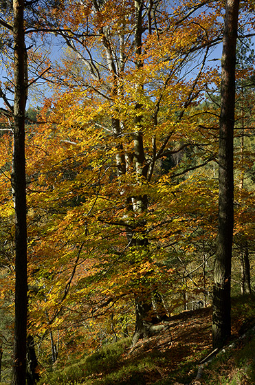 Beech in gold - smaller format