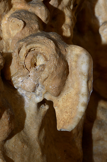 Ram head - smaller format
