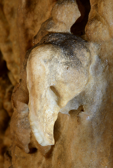 Elephant head - smaller format