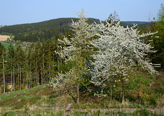 Spring morning - smaller format