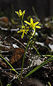 Yellow Star of Bethlehem - main link