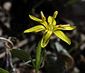 Yellow Star of Bethlehem - main link
