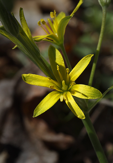 Yellow Star of Bethlehem - smaller format
