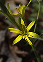 Yellow Star of Bethlehem - main link