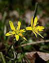Yellow Star of Bethlehem - main link