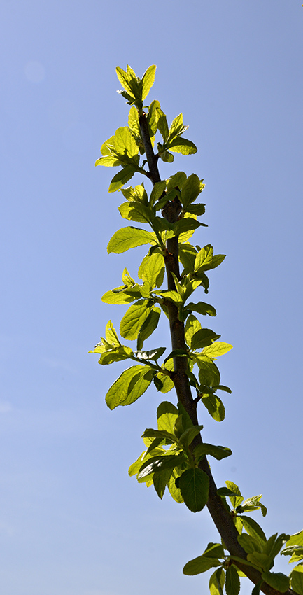 Leaves - larger format