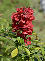 Quince - main link