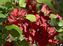 Quince - main link