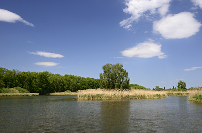 At the pond - smaller format