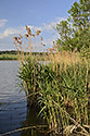 At the "ehu Pond" - main link
