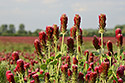 Crimson Clover - main link