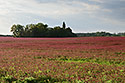 Red field - main link