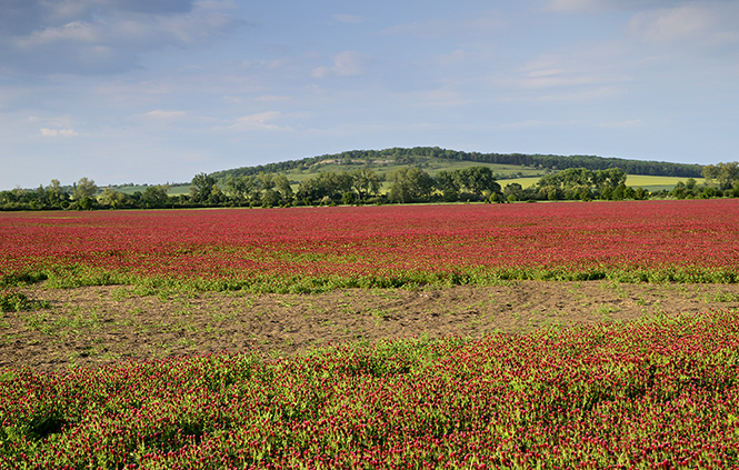 Red field - smaller format