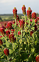Crimson Clover - main link