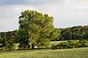 Near "Libice" - main link