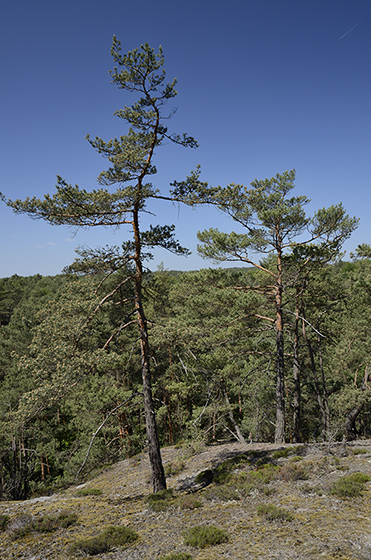 Na skle - men formt