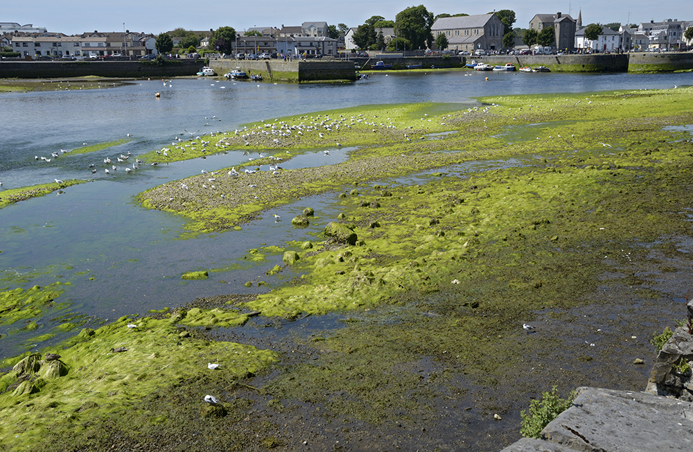 st eky Corrib - vt formt