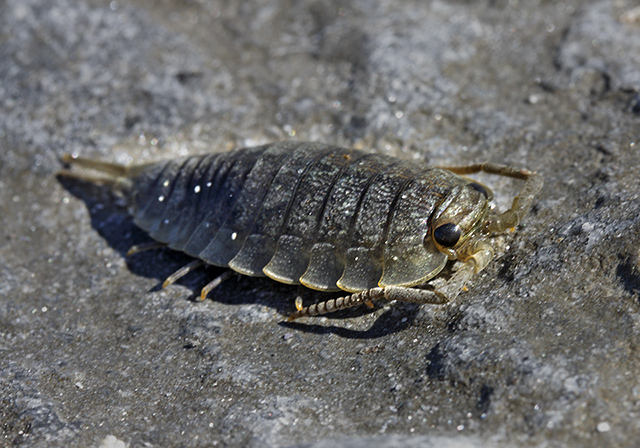 Crustacean - smaller format