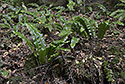 Hart`s-tongue - main link