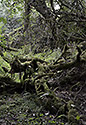 Jungle - main link