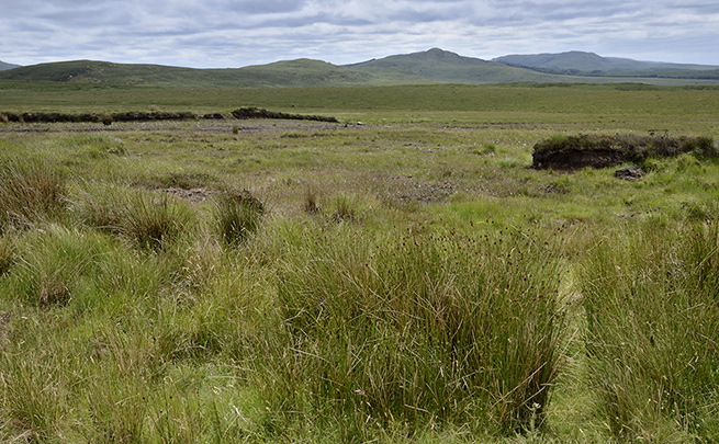 In a bog - smaller format