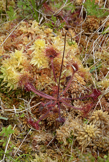Sundew - smaller format