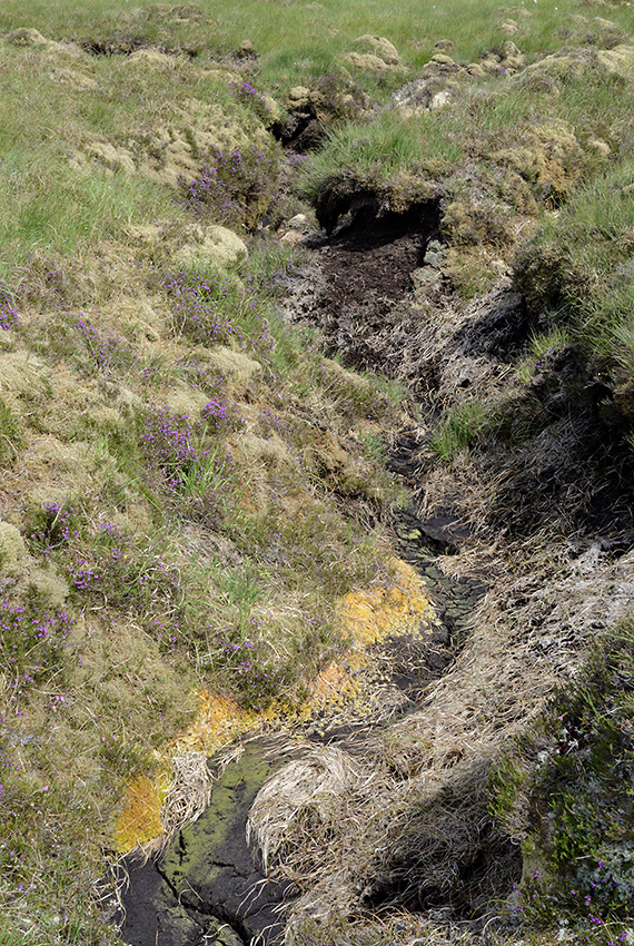 In a bog - larger format